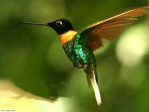 colibri concentrazione